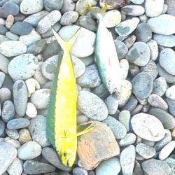 ソウダガツオ、ペンペンシイラ、ワカシのリリース祭り